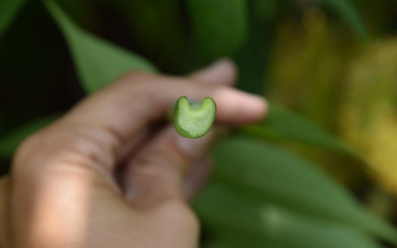 A hand holding the end of the leaf showing the heart shaped leaf scar.