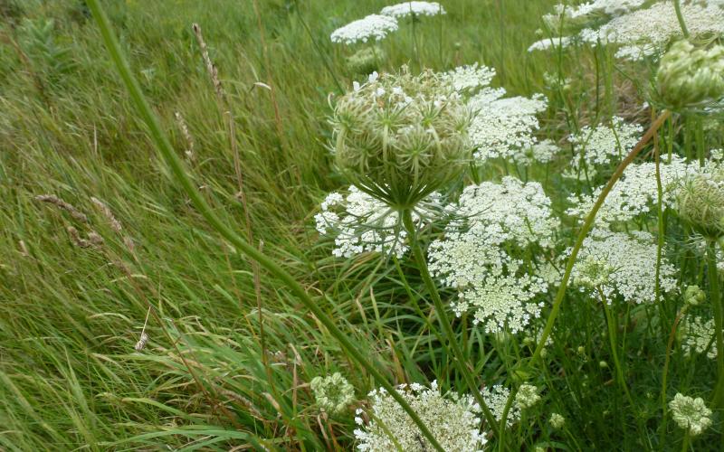 Flora and Fauna Wild Carrots in Grass Flora and Fauna Wild Carrots in Grass