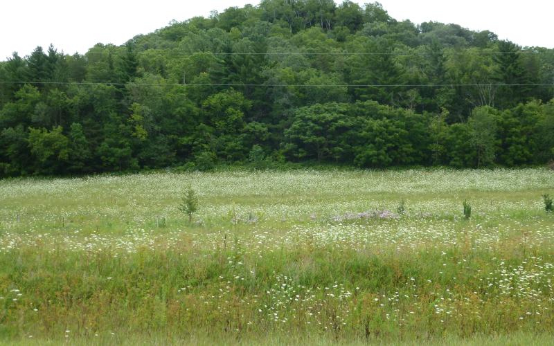 A field covered in white flowers and a hill with trees in the background.  