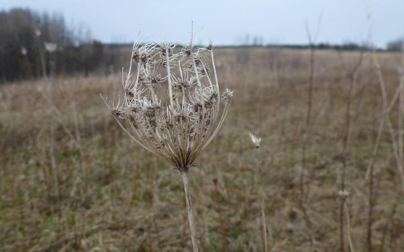 A dried, bird’s nest-like seedhead with a blurred background.  