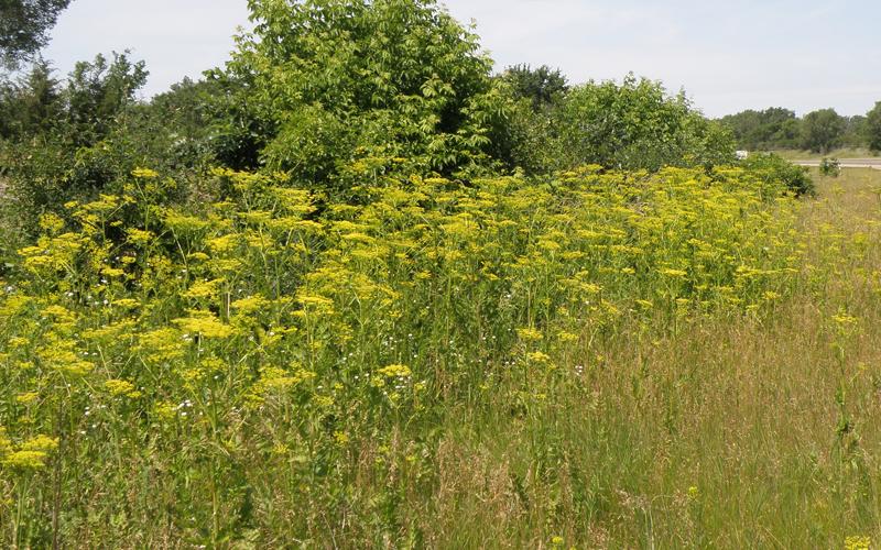 A mass of plants with yellow flowers growing along a roadside. 