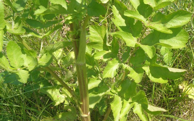 Parsnip stem showing deep grooves and leaves with clasping stems.