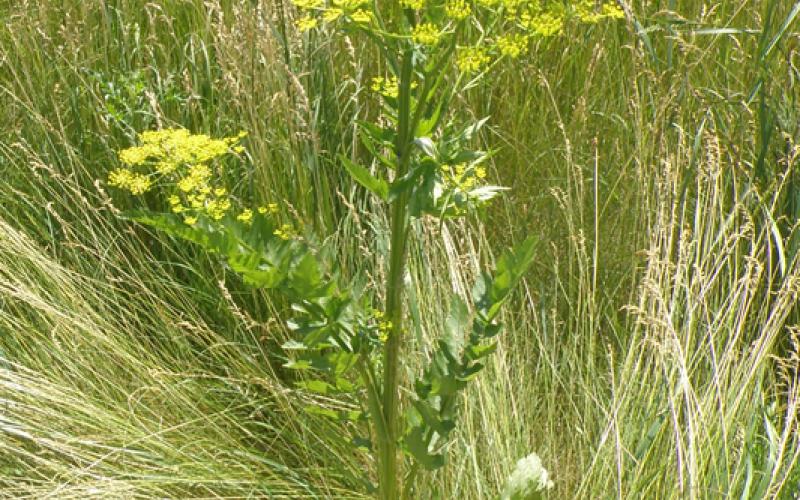 Parsnip plants with tall stems and clusters of yellow flowers.