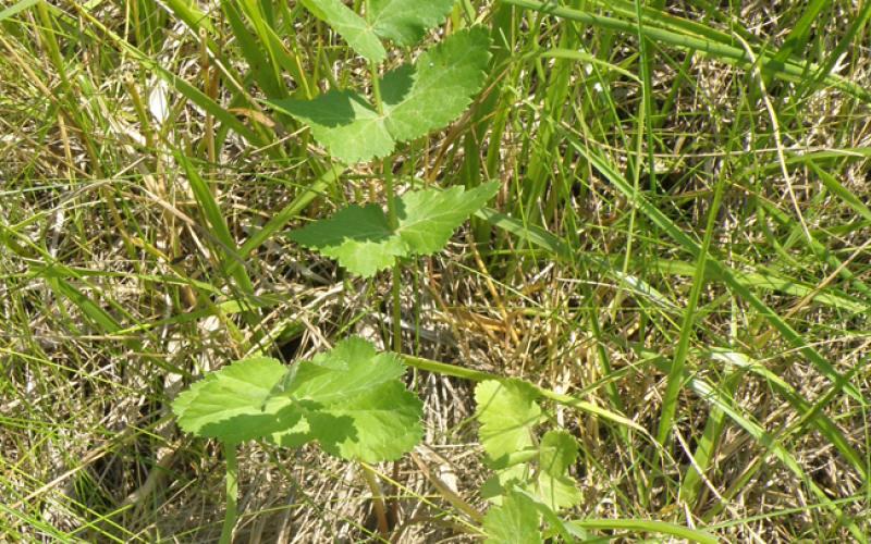 A small plant growing in grass. 