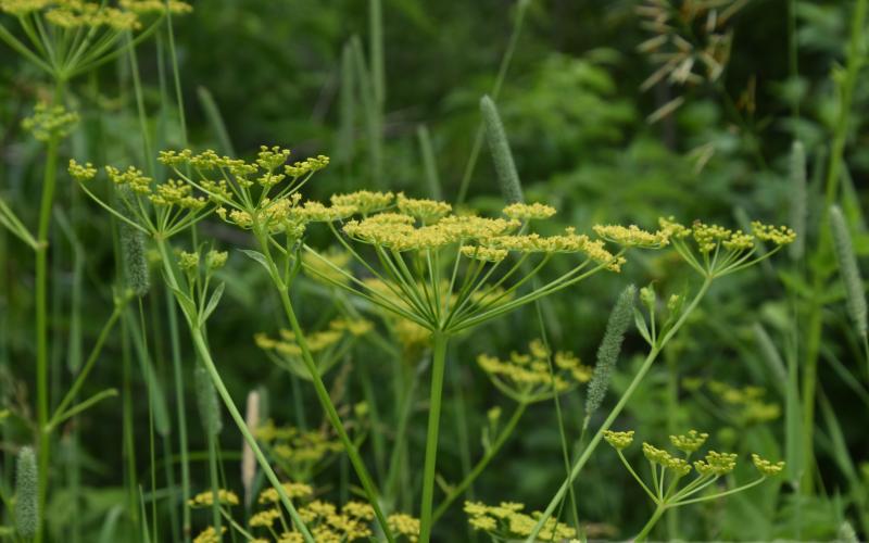 Group of small yellow flowers arranged in an umbel.