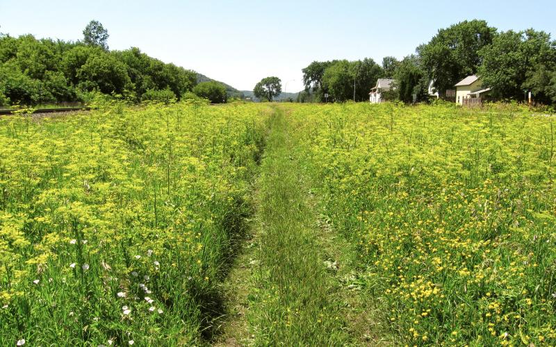 Field with many flowering parsnip plants.