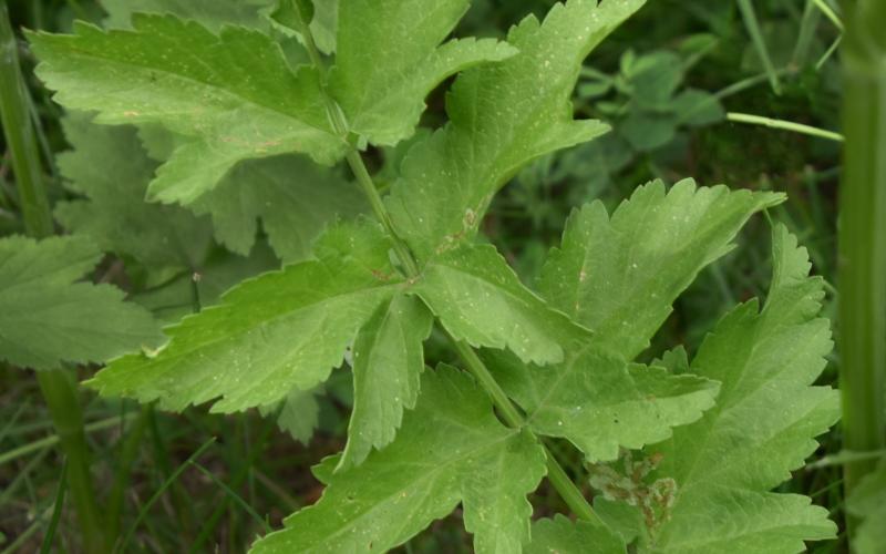 Parsnip leaf with 9 leaflets, each with saw-toothed edges.