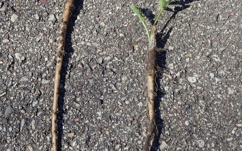 Long white root with green leaves emerging from the top.