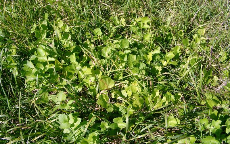 Wild Parsnip | Minnesota Department of Agriculture