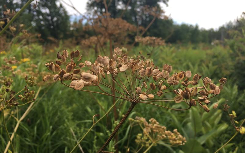 Parsnip plant with brown seeds in an umbel shaped cluster.
