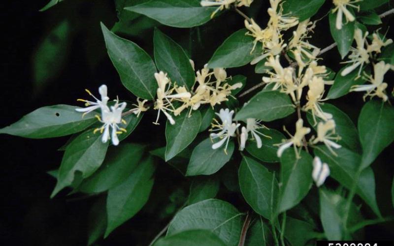 White tubular flowers with green leaves in the background. 