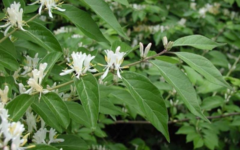 A branch with pairs of white flowers and green leaves.  