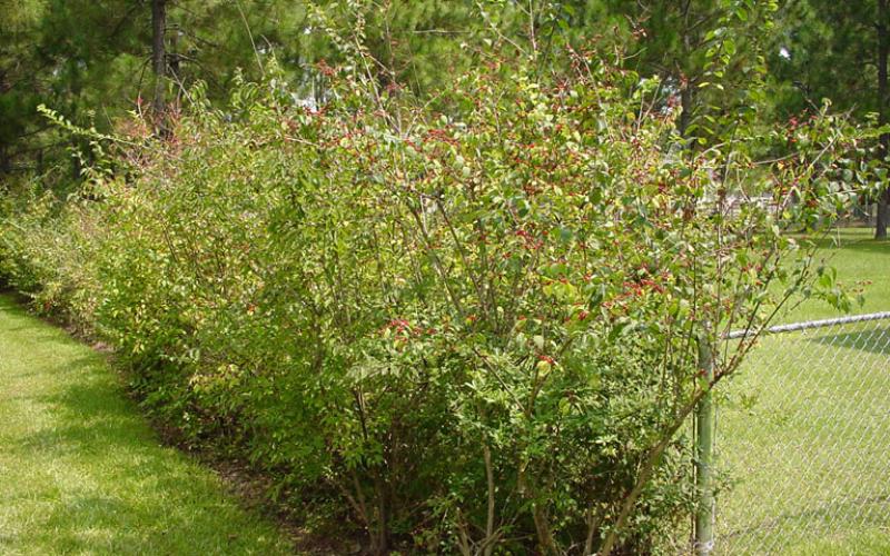 A row of plants along a fence with mowed grass on the side. 