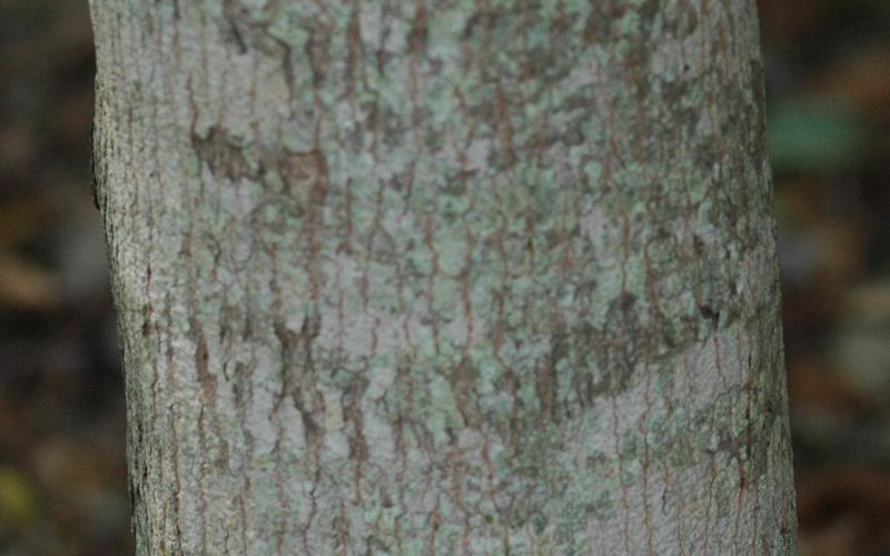 A closeup of a tree trunk with grayish bark. 