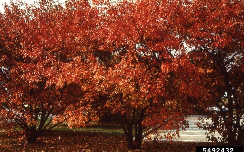 A tree in the middle of the frame, with a short trunk and sprawling, low limbs and brilliant red leaves. 