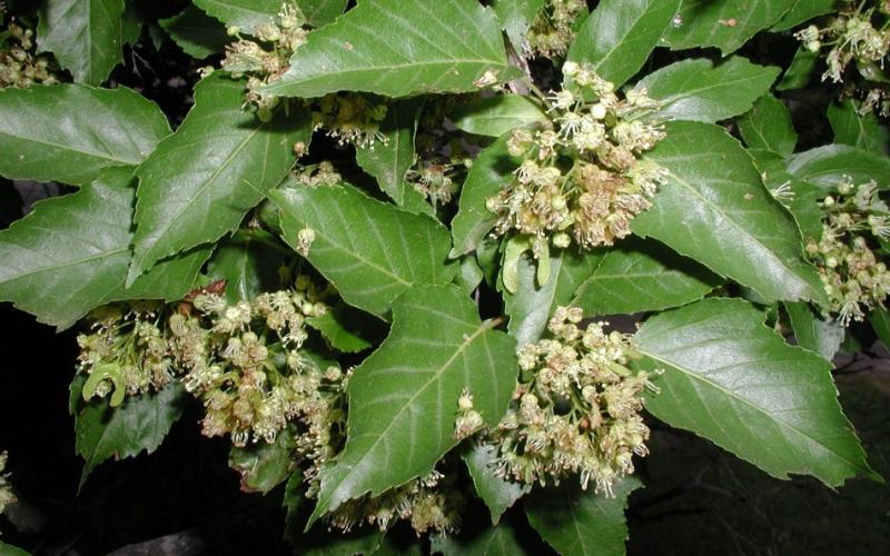 A closeup of a cluster of tiny flowers with shiny green leaves. 