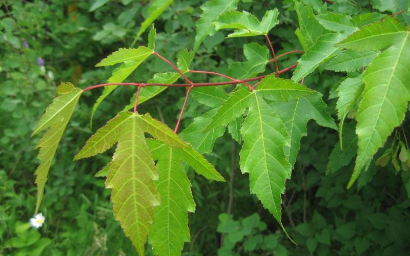 A closeup of three lobed leaves with plants in the background. 