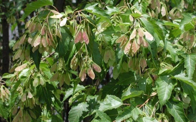 Clusters of fruits, called samaras, hang from a branch with green leaves.  