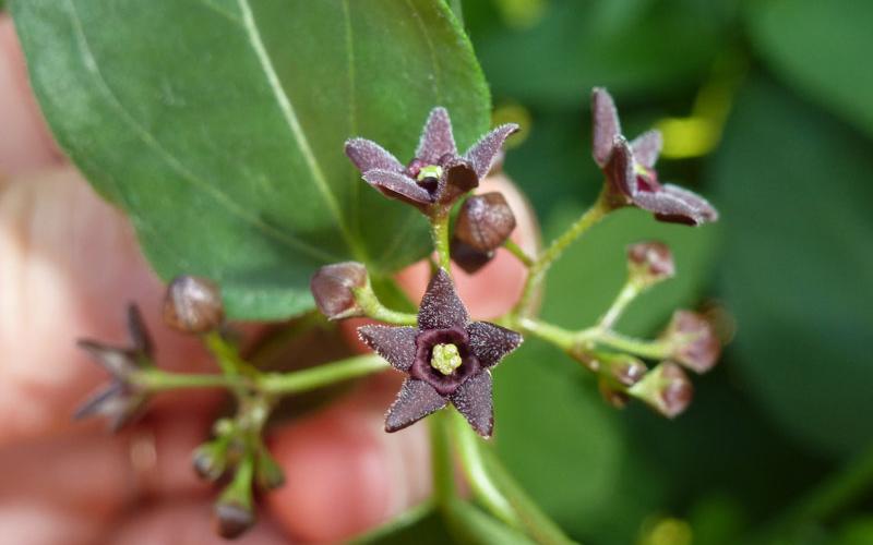 Close up of flower with a hand holding the flower and green leaves in the background.