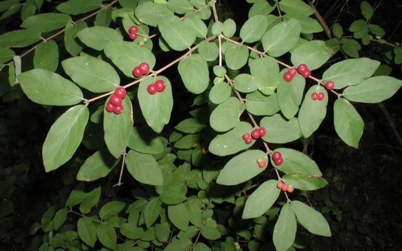 Branch with red berries and green leaves. 