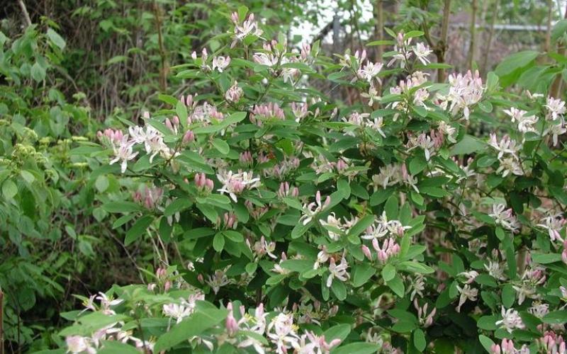A shrub with pinkish white flowers and green leaves.  