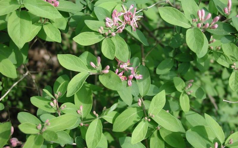 Pink flowers blooming in the leaf axils and surrounded by green leaves.  