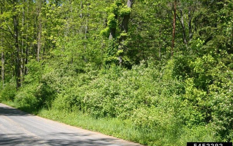 Flowering shrubs growing along a roadside with woods in the background. 