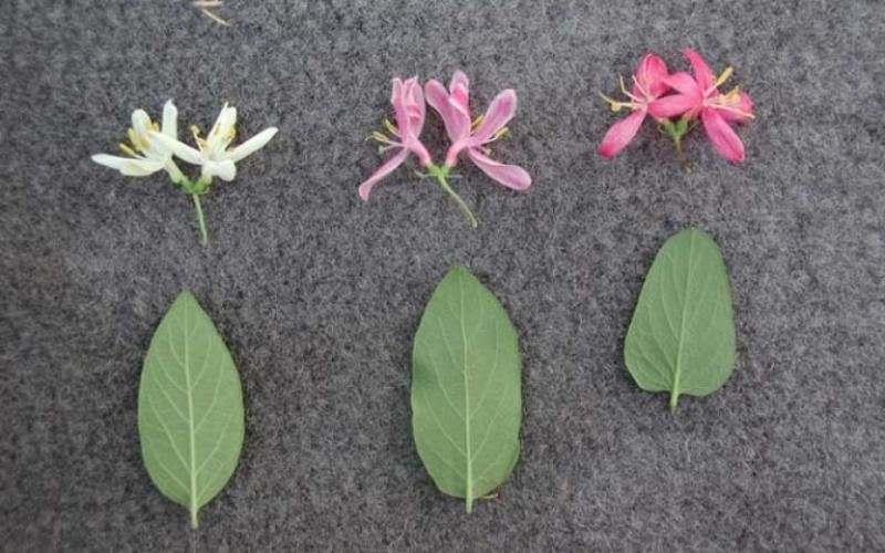 Three leaves and three flowers laid out on a gray surface showing leaf variation and flower color variation.