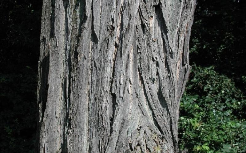 Closeup of the grayish brown bark.