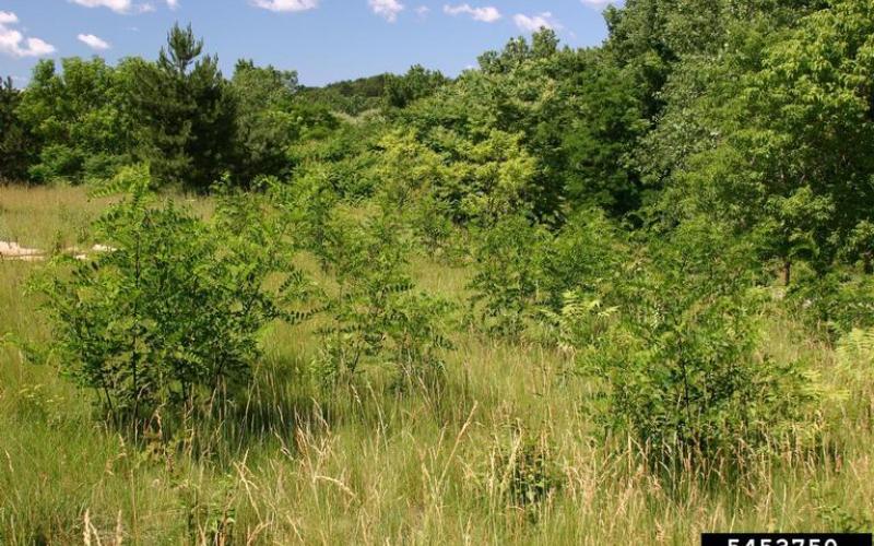 Clones of black locust growing into a grassland at the edge of a woods.  