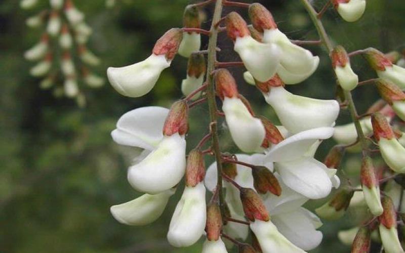 A closeup of a cluster of white, pea-like flowers hanging from a branch. 
