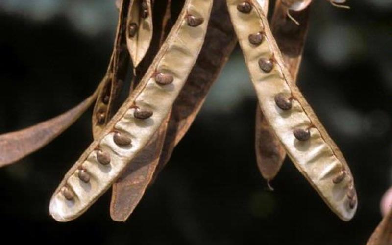 Brown, dried seedpods with multiple seeds hang from a branch.  