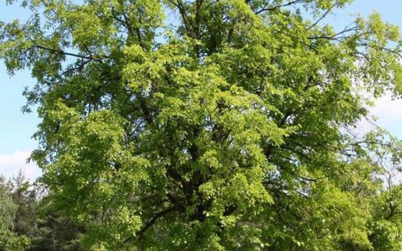 A tall, single tree growing in a mowed grassy area. 