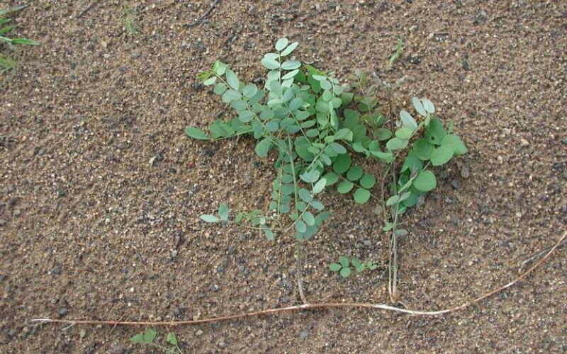 New shoots growing from a lateral root with a brown background. 