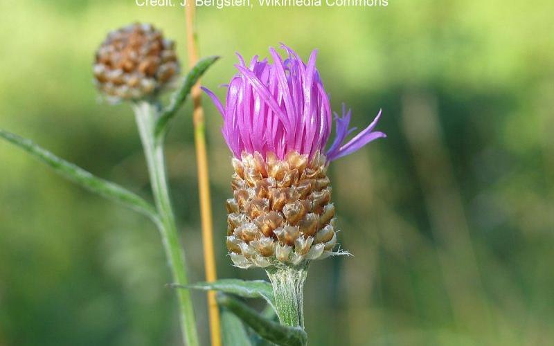 An unopened flower with brown bracts underneath the flower.An unopened flower with brown bracts underneath the flower.