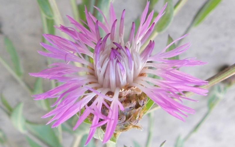 Top view of pink flower with white center.