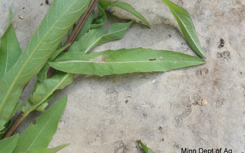 Long narrow leaves on a light background.