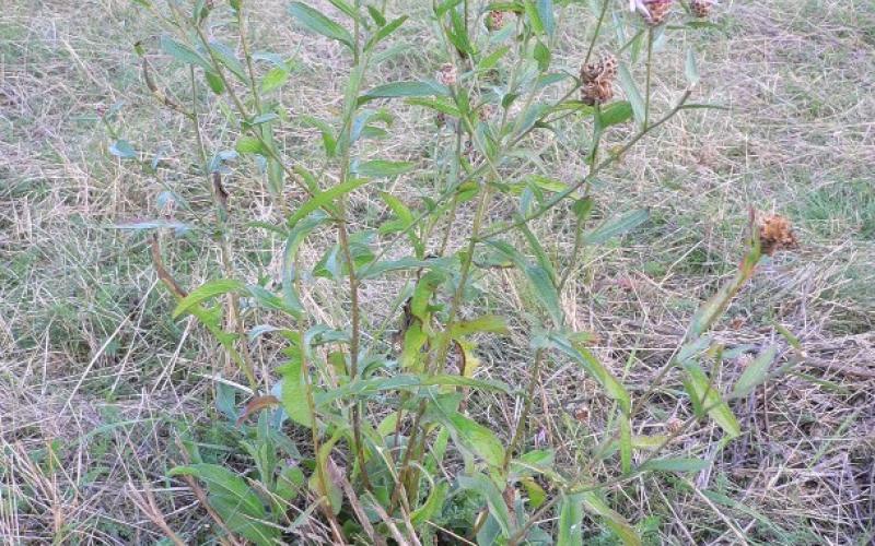 A plant with pink flowers in a field.