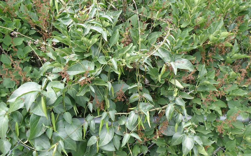 A plant with many vines entangled and milkweed-like seedpods hanging from a vine.