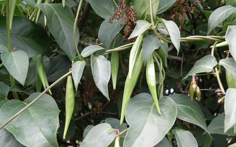 A plant with milkweed-like seedpods hanging from a vine.