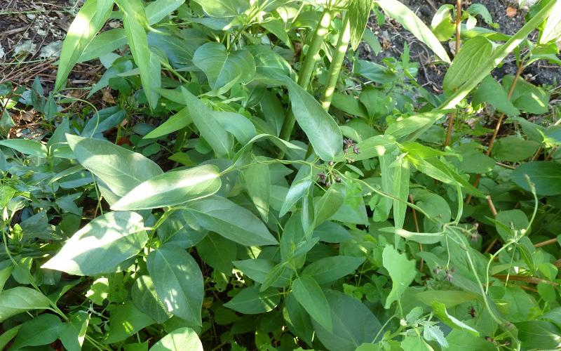 Tiny dark purplish flowers are hidden among leaves and vines.