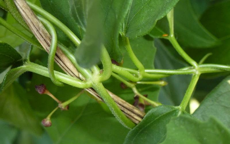 Close up of Black swallow-wort vines growing around another plant.