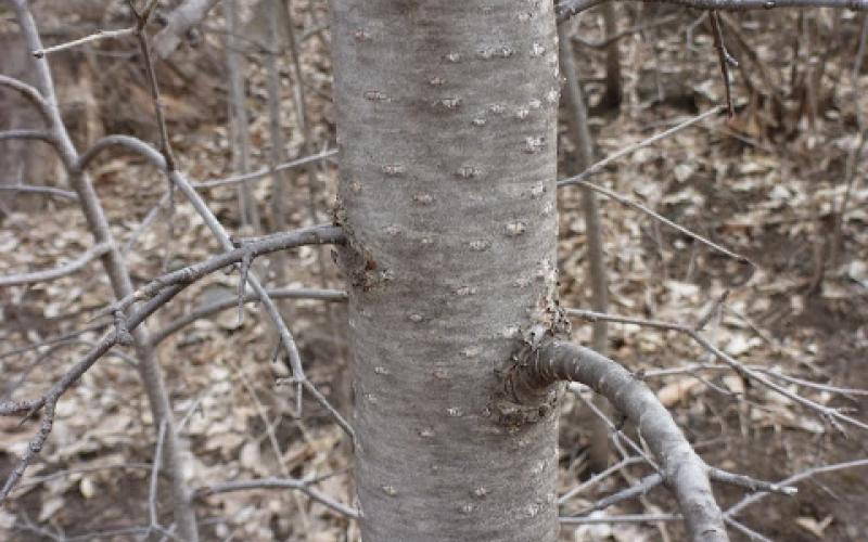A closeup of a tree trunk with grayish bark and white spots. 