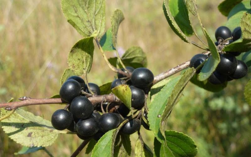 Closeup of a stem with bunches of black berries and green leaves. 