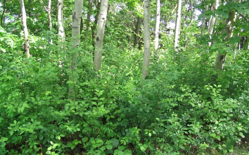 Large shrubs with green leaves growing in the understory of a forest. 