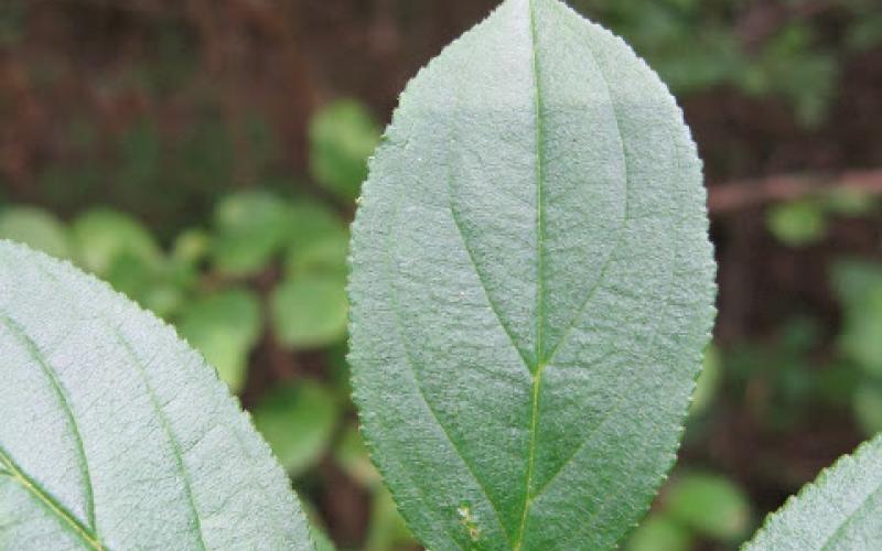 A closeup of a leaf with prominent venation and a blurred background.    