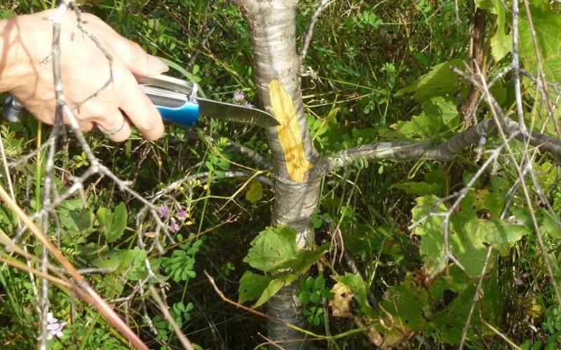 A hand holding a knife cutting into a stem revealing yellow sapwood beneath the bark.   