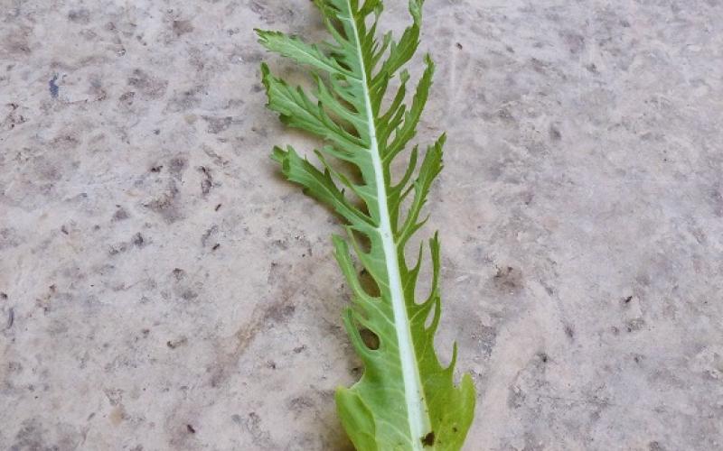 A green leaf with a white midrib on a gray surface.