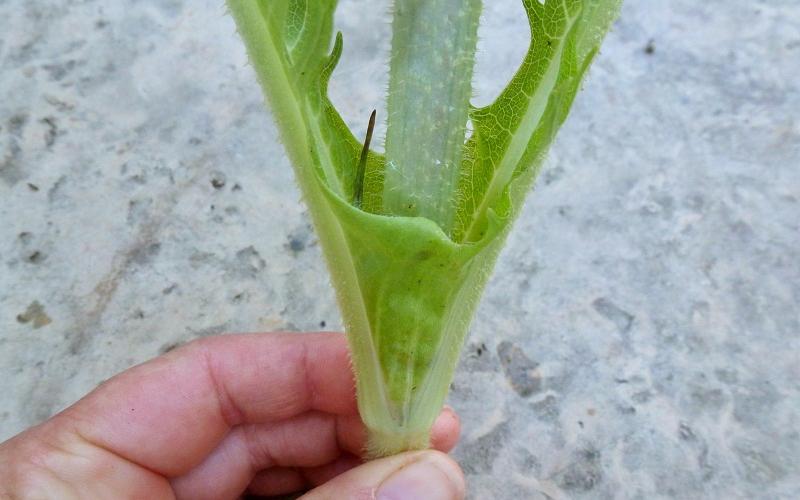 A hand holds a stem with leaves that meet at the stem to form a cup.