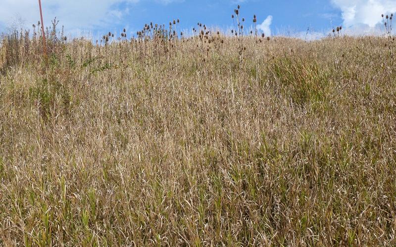 Dried plants and seedheads against a sky mixed in with dried grass.